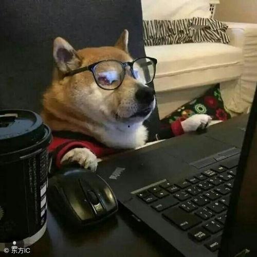 单身狗网友爆料绿豆视频,绿豆视频背后的秘密  第3张